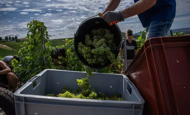 A grape-picker puts Chardonnay grapes into a crate on a plot of the Gobillard vineyard in Hautvillers, Champagne region, France, Tuesday, Aug. 18, 2026. (AP Photo/Aurelien Morissard)
