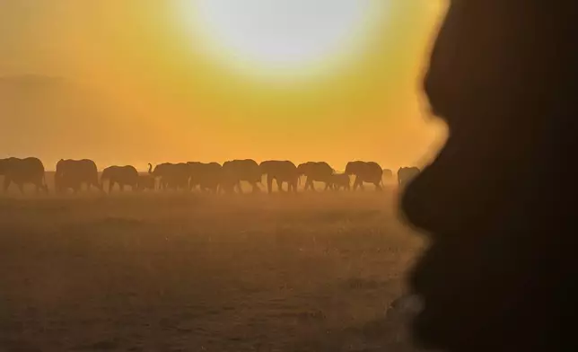 A herd of elephants walks across Amboseli National Park in Kajiado County, Kenya, Wednesday, Aug. 5, 2026. (AP Photo/Andrew Kasuku)