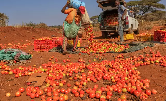 Farmers offload harvested tomatoes in Kimana, on the outskirts of Amboseli National Park in Kajiado County, Kenya, Wednesday, Aug. 5, 2026. (AP Photo/Andrew Kasuku)