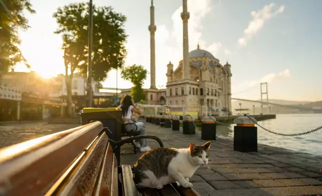 A stray cat sits on a bench in front of the Ortakoy mosque in the early morning in Istanbul, Turkey, Friday, June 26, 2026. (AP Photo/Emrah Gurel)