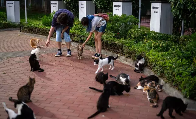A couple feeds stray cats at Macka park in Istanbul, Turkey, Sunday, Aug. 2, 2026. (AP Photo/Emrah Gurel)
