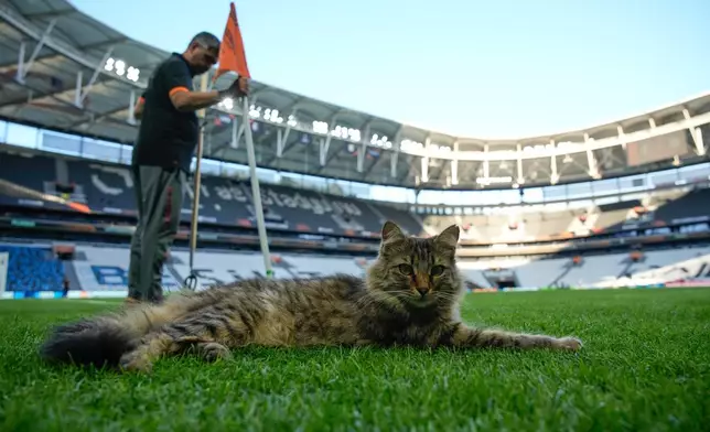 A cat rests next to the corner flag during a training session at the Besiktas stadium in Istanbul, Turkey, Tuesday, May 19, 2026. (AP Photo/Emrah Gurel)
