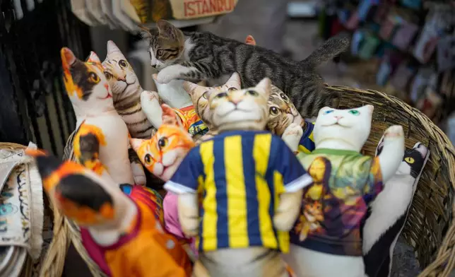 A stray cat walks among cat-shaped souvenir pillows at the Eminonu commercial district in Istanbul, Turkey, Tuesday, July 21, 2026. (AP Photo/Emrah Gurel)
