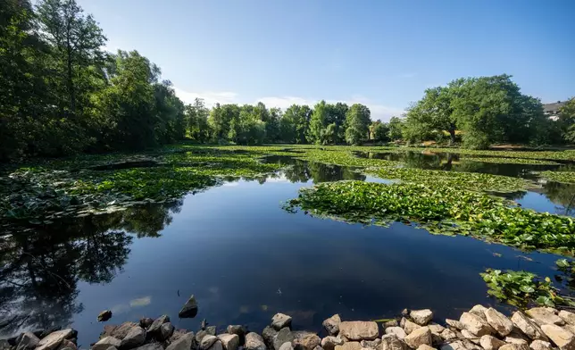 Water lilies form small islands on Mattheiser Pond. where the water level has dropped and the shoreline is nearly dry following several days of prolonged dry weather, in Trier, Germany, Thursday, Aug. 6, 2026. (Harald Tittel/dpa via AP)