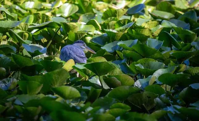 A gray heron crouches among water lilies while searching for prey in Mattheiser Pond, where the water level has dropped and the shoreline is nearly dry following several days of prolonged dry weather, in Trier, Germany, Thursday, Aug. 6, 2026. (Harald Tittel/dpa via AP)