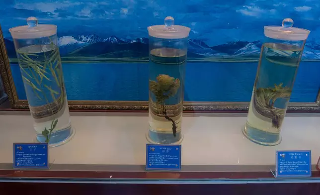 Herbs used in traditional Tibetan medicine produced by the Xizang Gansu Tibetan Medicine Co. Ltd are seen in preserved in jars in Lhasa, in western China's Tibet Autonomous Region on Wednesday, July 22, 2026 as seen during a government organized visit for foreign journalists. (AP Photo/Ng Han Guan)