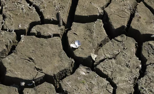 A freshwater shell lays on a dry ground as water levels have dropped on the Danube River in Petrovaradin, Serbia, Tuesday, Aug. 25, 2026. (AP Photo/Darko Vojinovic)