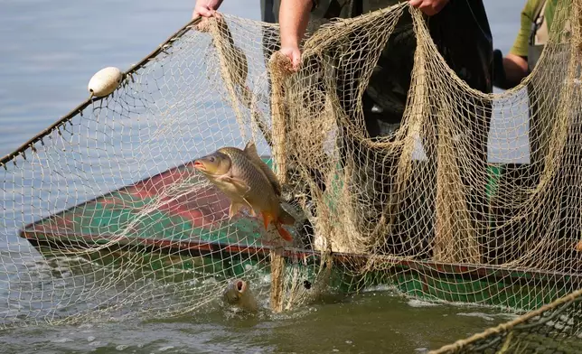 Fishermen pull in a net during a fish haul of the Kanov pond near the town of Trebon, Czech Republic, Wednesday, Aug. 26, 2026. (AP Photo/Petr David Josek)