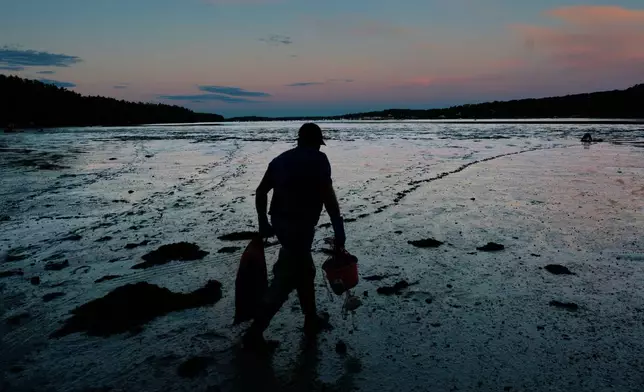 Clam digger Chad Coffin heads out onto a mudflat at low tide on the Harraseeket River, Tuesday, June 16, 2026, in Freeport, Maine. (AP Photo/Robert F. Bukaty)