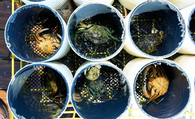 Green crabs are segregated into "crab condos" before harvesting Thursday, June 11, 2026, in York, Maine. (AP Photo/Robert F. Bukaty)