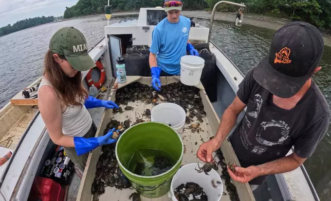 Interns Grace Welles, left, and Jackson Martine, center, sort green crabs with Mike Masi while working the York River, Thursday, June 11, 2026, in York, Maine. (AP Photo/Robert F. Bukaty)