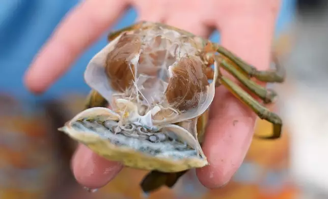 The soft shell of a molting green crab is detached, revealing the crab's meat, Thursday, June 11, 2026, in York, Maine. (AP Photo/Robert F. Bukaty)