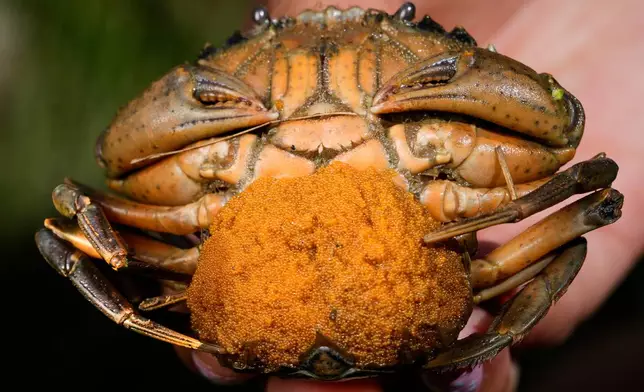 A mass of thousands of eggs clings to the abdomen of a female green crab caught on the Harraseeket River, Friday, June 19, 2026, in Freeport, Maine. (AP Photo/Robert F. Bukaty)