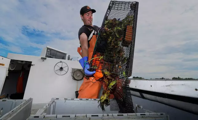 Harvester Mike Masi dumps a trap full of green crabs into a crate while working on the York River, Thursday, June 11, 2026, in York, Maine. (AP Photo/Robert F. Bukaty)