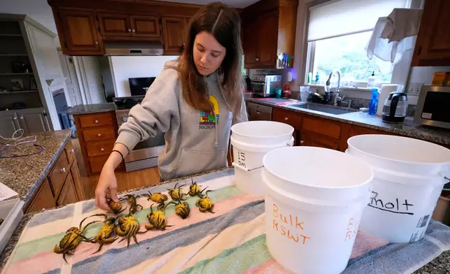 University of Miami intern Grace Welles sorts pre-molt green crabs Thursday, June 11, 2026, in York, Maine. (AP Photo/Robert F. Bukaty)