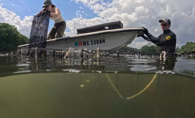 Grace Welles, left, places a mesh basket containing small green crabs into submerged grow cages while working with Jackson Martine on the York River, Thursday, June 11, 2026, in York, Maine. (AP Photo/Robert F. Bukaty)