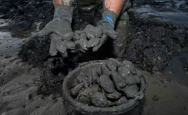 Chad Coffin harvests clams on the Harraseeket River, Tuesday, June 16, 2026, in Freeport, Maine. (AP Photo/Robert F. Bukaty)