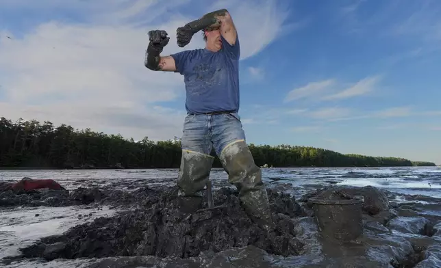 Chad Coffin wipes sweat from his face while harvesting clams in the mud at low tide on the Harraseeket River, Tuesday, June 16, 2026, in Freeport, Maine. (AP Photo/Robert F. Bukaty)