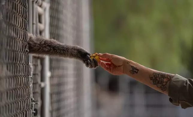 On-site caretaker Jodi Kleier hands a piece of banana to a gibbon at the Gibbon Conservation Center in Santa Clarita, Calif., Friday, Aug. 14, 2026. (AP Photo/Jae C. Hong)