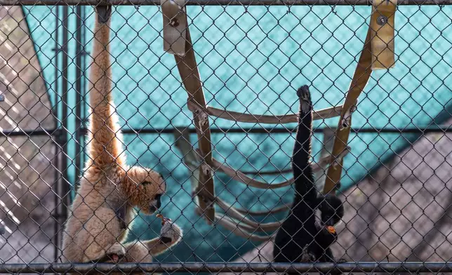 Two gibbons eat in an enclosure at the Gibbon Conservation Center in Santa Clarita, Calif., Friday, Aug. 14, 2026. (AP Photo/Jae C. Hong)