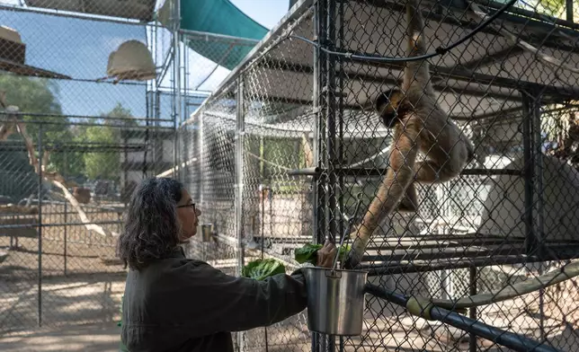 Gibbon Conservation Center Director Gabi Skollar feeds a gibbon at the center in Santa Clarita, Calif., Friday, Aug. 14, 2026. (AP Photo/Jae C. Hong)