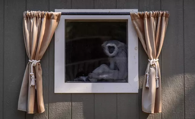 Rocky, a gibbon hand-raised by on-site caretaker Jodi Kleier, sits in an enclosure at the Gibbon Conservation Center in Santa Clarita, Calif., Friday, Aug. 14, 2026. (AP Photo/Jae C. Hong)
