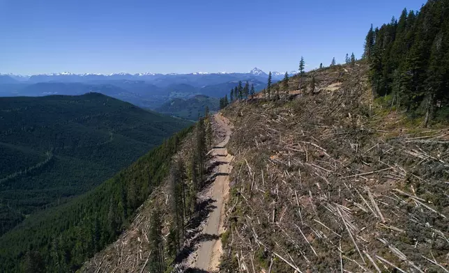 Logged trees lie in a section of the Prince of Wales Range near Campbell River, British Columbia, Sunday, May 31, 2026. (AP Photo/Annika Hammerschlag)