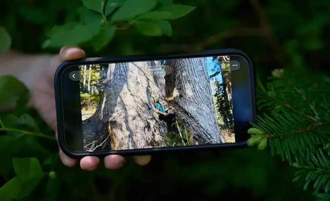 Veronika Sitar, an outdoor enthusiast, shows an image on her phone of herself sitting at a yellow cedar just weeks before it was logged in the Prince of Wales Range, near Campbell River, British Columbia, Sunday, May 31, 2026. (AP Photo/Annika Hammerschlag)