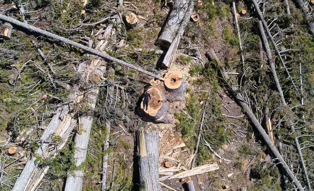 Veronika Sitar, an outdoor enthusiast, lies on a yellow cedar stump within a logged area near Campbell River, British Columbia, Sunday, May 31, 2026. (AP Photo/Annika Hammerschlag)