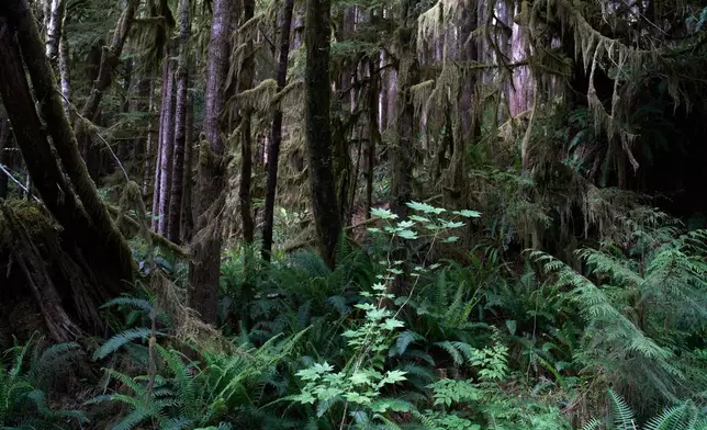 Moss drips from tree branches in a forest near Port Renfrew, British Columbia, Thursday, May 28, 2026. (AP Photo/Annika Hammerschlag)