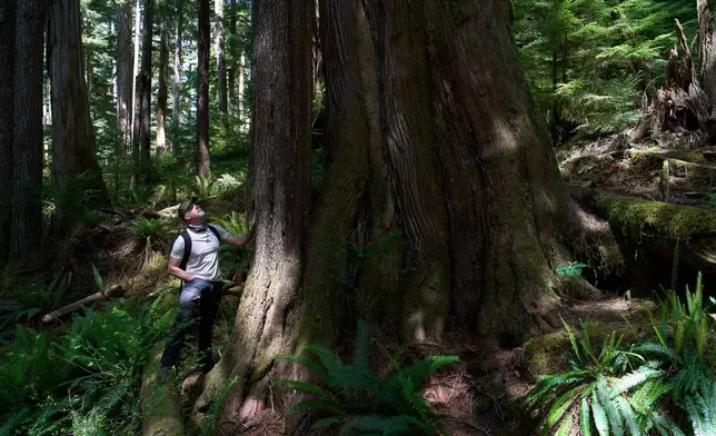Land defender Steven "Shambu" Daniluk peers up at an old growth tree near Port Renfrew, British Columbia, Thursday, May 28, 2026. (AP Photo/Annika Hammerschlag)