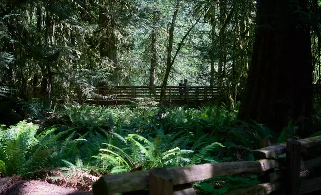 Visitors walk through Cathedral Grove, an old growth forest in MacMillan Provincial Park near Port Alberni, British Columbia, Saturday, May 30, 2026. (AP Photo/Annika Hammerschlag)