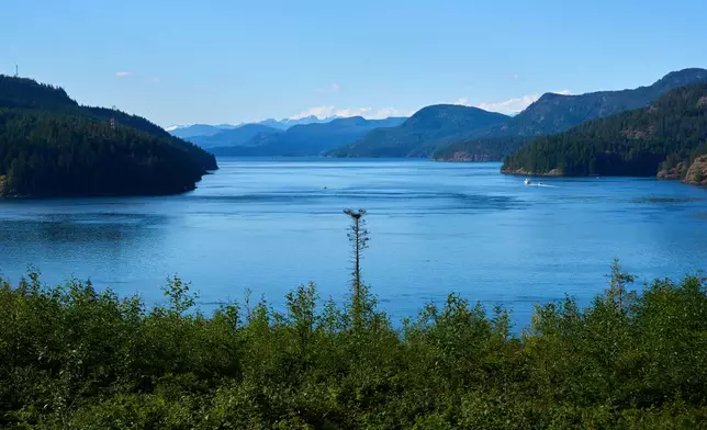 A bald eagle's nest sits atop a remaining tree within a logged area near Campbell River, British Columbia, Saturday, May 30, 2026. (AP Photo/Annika Hammerschlag)