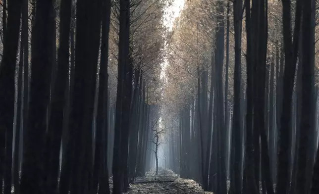The light flows through a charred forest near Ares, during wildfires in southwestern France, Thursday, July 30, 2026. (AP Photo/Baz Ratner)