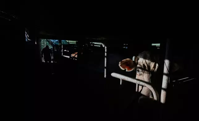 A cow stands in a milking stall at a dairy farm in Hermosillo, Mexico, Monday, Aug. 17, 2026. (AP Photo/Fernando Llano)