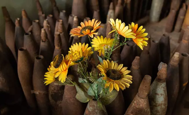A bouquet of sunflowers are displayed in a defused artillery shell at the Cambodia Landmine Museum in Siem Reap, Cambodia on Sunday, June 28, 2026. (AP Photo/Anton L. Delgado)