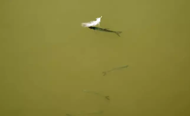 Fish swim in a pond as water levels have dropped on the Danube River in Petrovaradin, Serbia, Tuesday, Aug. 25, 2026. (AP Photo/Darko Vojinovic)