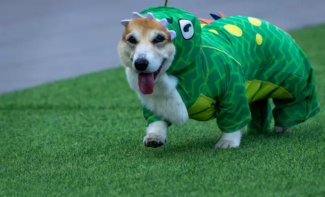 A corgi dog participates in a fashion show during a international event Corgi Race Vilnius 2026 in Vilnius, Lithuania, Saturday, Aug. 15, 2026. (AP Photo/Mindaugas Kulbis)