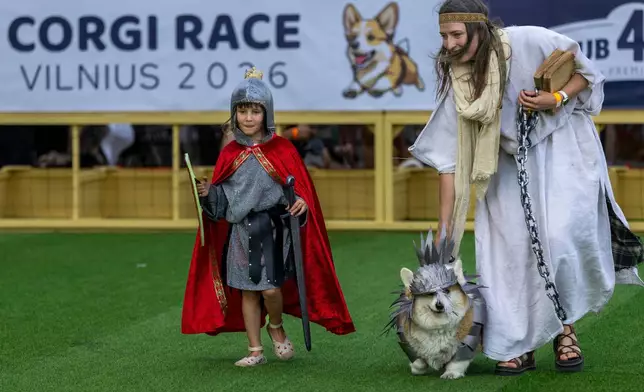 A corgi dog participates in a fashion show during a international event Corgi Race Vilnius 2026 in Vilnius, Lithuania, Saturday, Aug. 15, 2026. (AP Photo/Mindaugas Kulbis)