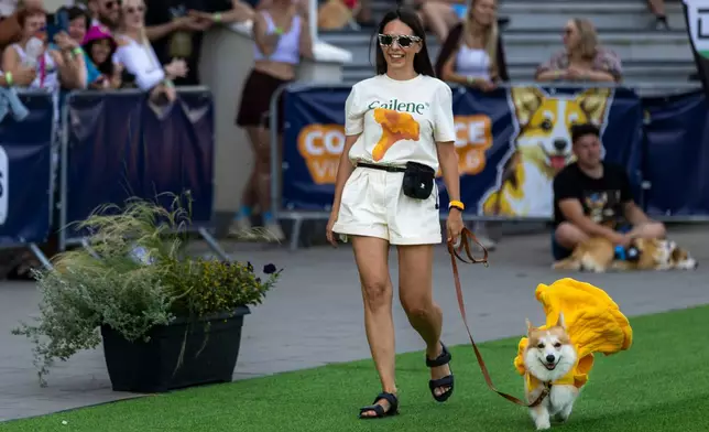 A corgi dog participates in a fashion show during a international event Corgi Race Vilnius 2026 in Vilnius, Lithuania, Saturday, Aug. 15, 2026. (AP Photo/Mindaugas Kulbis)