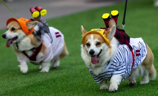 A corgi dog participates in a fashion show during a international event Corgi Race Vilnius 2026 in Vilnius, Lithuania, Saturday, Aug. 15, 2026. (AP Photo/Mindaugas Kulbis)