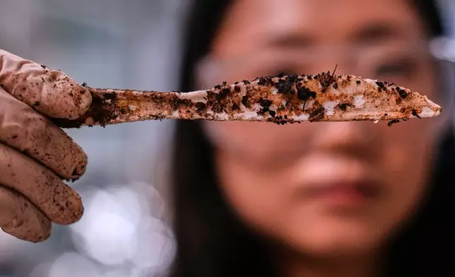 Katie Byun holds up a compostable knife, which was made with plastic made from plants, that was starting to break down after about two months in a home composting test bin, at CJ Biomaterials, Monday, Aug. 3, 2026, in Woburn, Mass. (AP Photo/Charles Krupa)