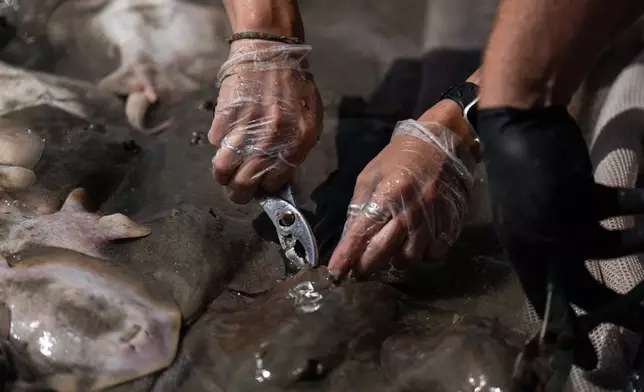 A researcher clips the barb from a stingray in Seal Beach, Calif., Friday, Aug. 7, 2026. (AP Photo/Jae C. Hong)