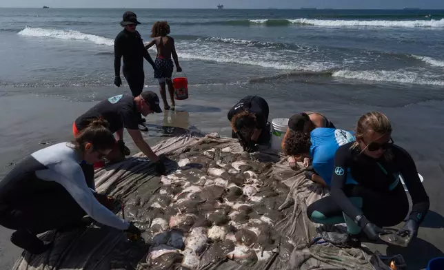 Researchers gather around a pile of stingrays to clip their barbs after catching them in Seal Beach, Calif., Friday, Aug. 7, 2026. (AP Photo/Jae C. Hong)
