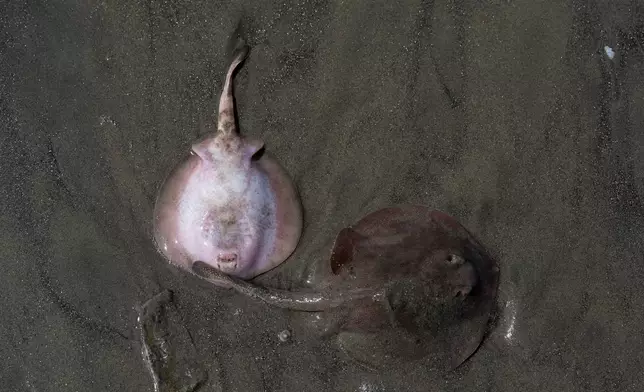 Two stingrays lie on the sand after being caught in a beach seine in Seal Beach, Calif., Friday, Aug. 7, 2026. (AP Photo/Jae C. Hong)