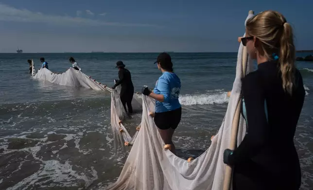 Researchers use a beach seine to catch stingrays on Seal Beach, Calif., Friday, Aug. 7, 2026. (AP Photo/Jae C. Hong)