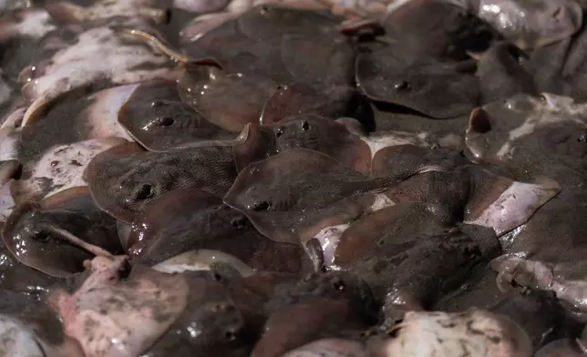 A pile of stingrays caught in a beach seine lies on the shore in Seal Beach, Calif., Friday, Aug. 7, 2026.(AP Photo/Jae C. Hong)