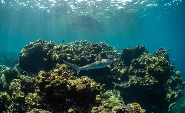 A juvenile grey reef shark swims at Addu Nature Park, a protected UNESCO Biosphere Reserve, off the coast in Addu City, Maldives, Feb. 23, 2026. (AP Photo/Sophia Nasif)