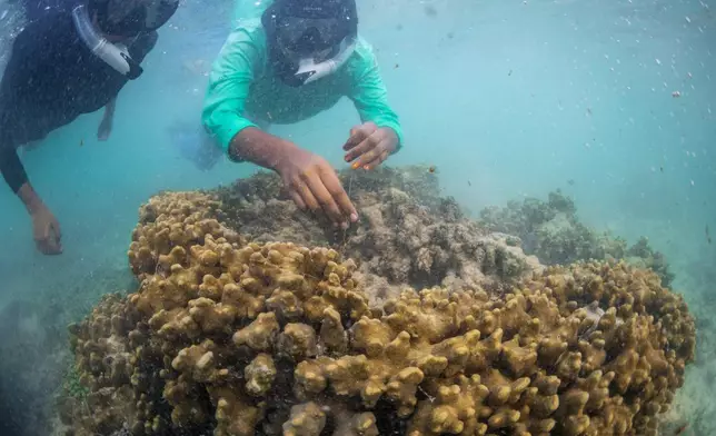 Yoohaa Ibrahim Saeed and Mariyam Ulfa Ahmed of Ripple, a youth group, pull out a fishing line that has become entangled with a coral during an underwater clean up session with the Aloha Ufaa Surf Club off the coast of Hulhumale, Maldives, June 27, 2026. (AP Photo/Sophia Nasif)