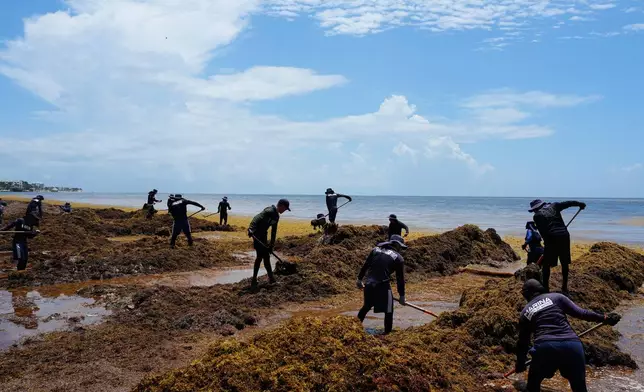 Members of Mexican Navy remove sargassum along the shore of Puerto Morelos, Mexico, Thursday, July 30, 2026. (AP Photo/Fernando Llano)